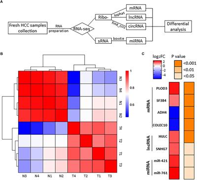 Analyses of a Panel of Transcripts Identified From a Small Sample Size and Construction of RNA Networks in Hepatocellular Carcinoma